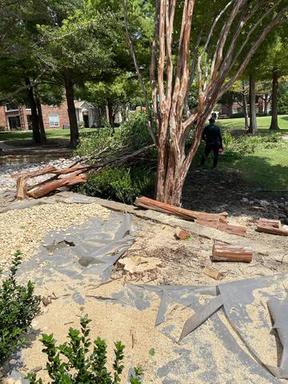 Arboles en Allen.jpg