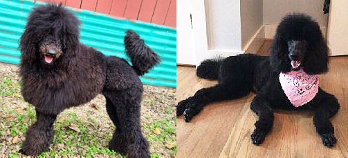 BlackPoodle--Before&After.jpg
